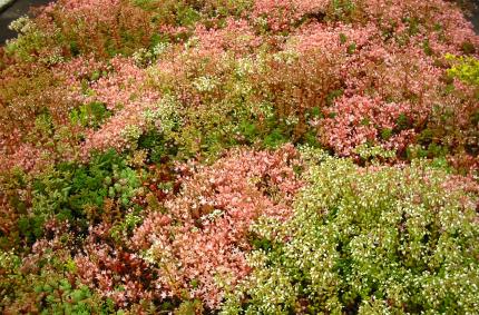 Sedumsprossen bieten zahlreiche Vorteile