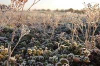 Sedumsprossen bei Frost